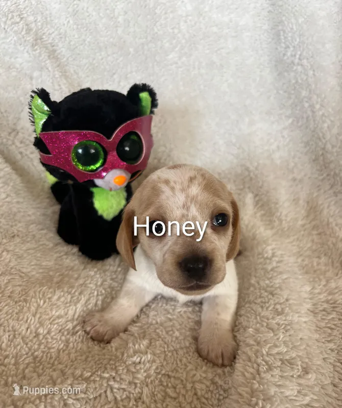 Honey  – Miniature Dachshund puppy for sale in Sibley, MO