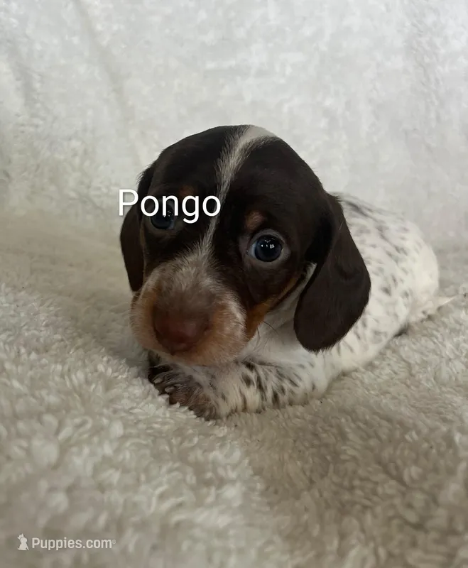 Pongo – Miniature Dachshund puppy for sale in Sibley, MO