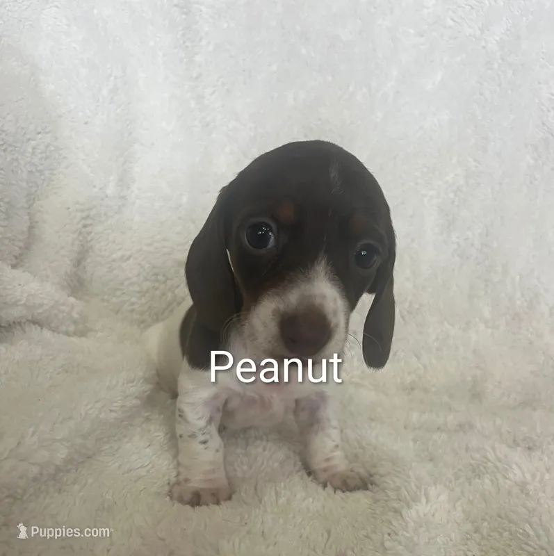 Peanut – Miniature Dachshund puppy for sale in Sibley, MO