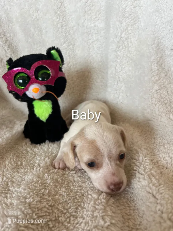 Baby – Miniature Dachshund puppy for sale in Sibley, MO