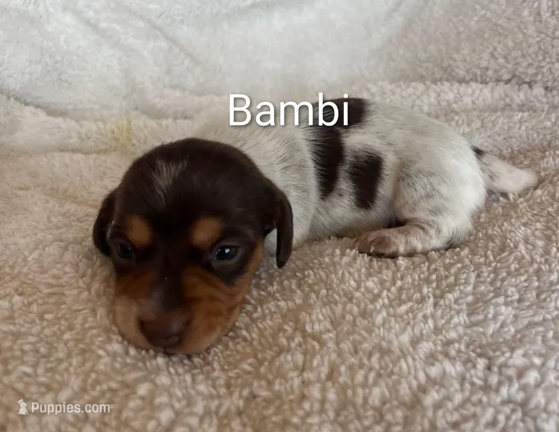 Bambi – Miniature Dachshund puppy for sale in Sibley, MO