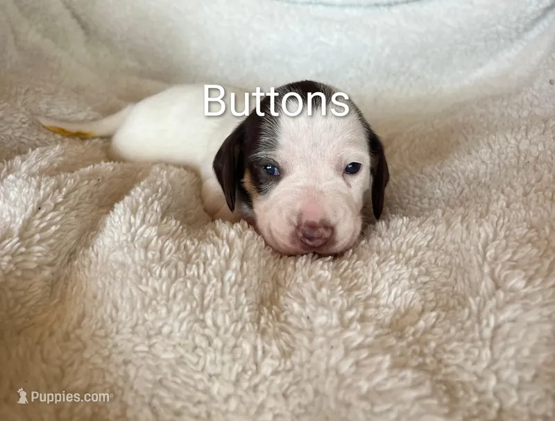 Buttons  – Miniature Dachshund puppy for sale in Sibley, MO
