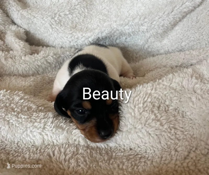 Beauty  – Miniature Dachshund puppy for sale in Sibley, MO