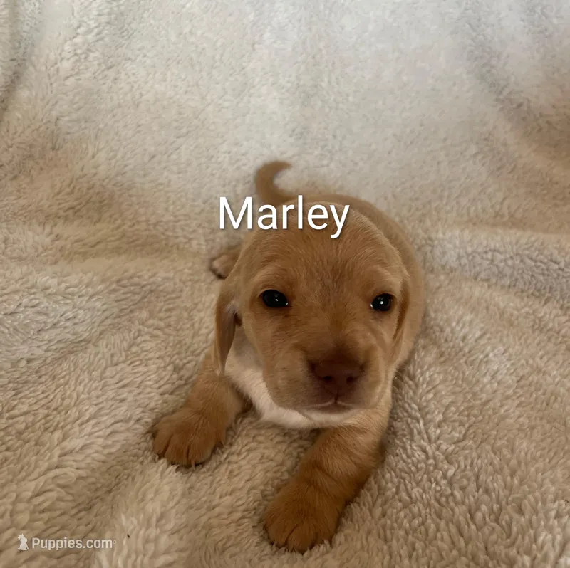 Marley  – Miniature Dachshund puppy for sale in Sibley, MO