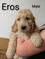 Eros, a male Goldendoodle for sale in Mesa, AZ – Photo 3 of 3
