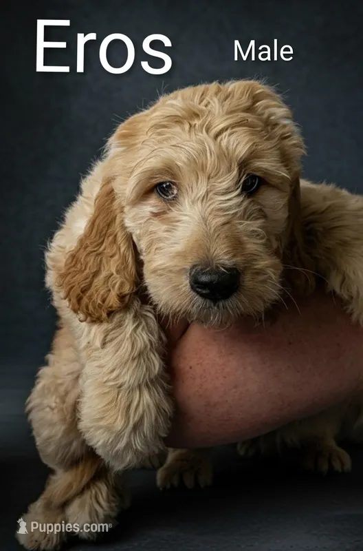 Eros, a male Goldendoodle for sale in Mesa, AZ – Photo 1 of 3