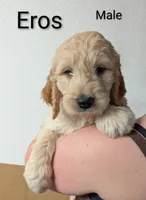 Eros, a male Goldendoodle for sale in Mesa, AZ – Photo 2 of 3