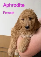 Aphrodite , a female Goldendoodle for sale in Mesa, AZ – Photo 3 of 3