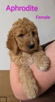 Aphrodite , a female Goldendoodle for sale in Mesa, AZ – Photo 2 of 3