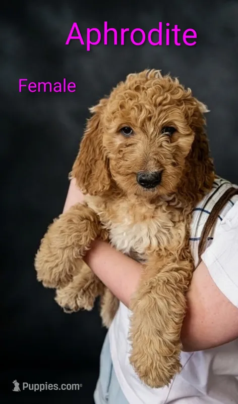 Aphrodite , a female Goldendoodle for sale in Mesa, AZ – Photo 1 of 3