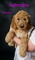 Aphrodite , a female Goldendoodle for sale in Mesa, AZ – Photo 1 of 3
