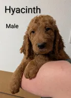 Hyacinth , a male Goldendoodle for sale in Mesa, AZ – Photo 2 of 2