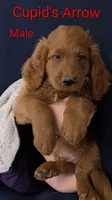 Cupid's Arrow , a male Goldendoodle for sale in Mesa, AZ – Photo 1 of 3