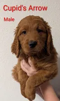 Cupid's Arrow , a male Goldendoodle for sale in Mesa, AZ – Photo 2 of 3