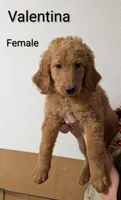 Valentina , a female Goldendoodle for sale in Mesa, AZ – Photo 2 of 2