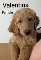 Valentina , a female Goldendoodle for sale in Mesa, AZ – Photo 1 of 2