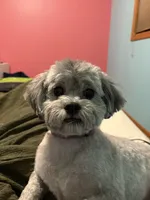 Tucker, a male Bichon Frise for sale in Larchwood, IA – 1 of 4