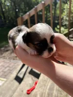 Teacup Hypoallergenic Male One, a male Papillon and Shih Tzu for sale in Ocala, FL – 2 of 3