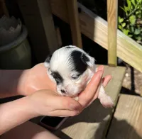 Teacup Hypoallergenic Female One, a female Papillon and Shih Tzu for sale in Ocala, FL – 3 of 4