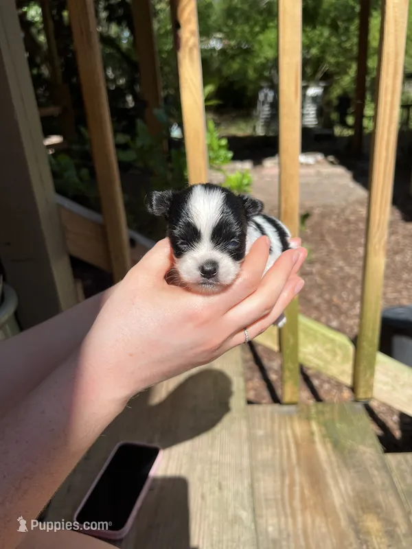 Teacup Hypoallergenic Female Two  – Papillon, Shih Tzu puppy for sale in Ocala, FL