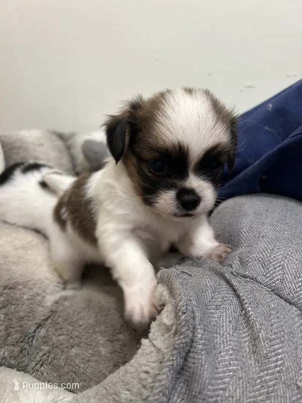 Teacup Hypoallergenic Male One – Papillon, Shih Tzu puppy for sale in Ocala, FL