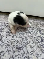 Tiny Hypoallergenic Female Three , a female Papillon and Shih Tzu for sale in Ocala, FL – 3 of 4