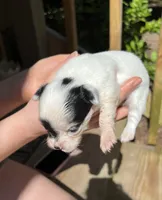 Teacup Hypoallergenic Female One, a female Papillon and Shih Tzu for sale in Ocala, FL – 4 of 4