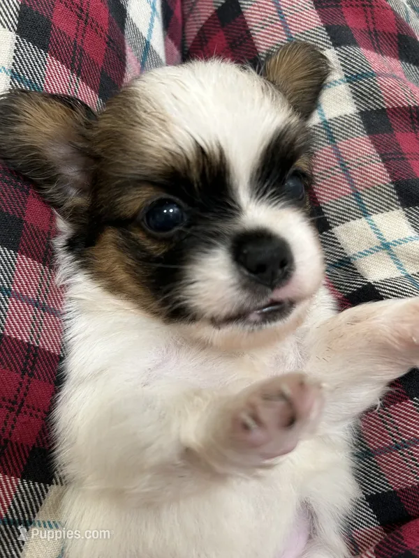 Teacup Hypoallergenic Male One – Papillon, Shih Tzu puppy for sale in Ocala, FL