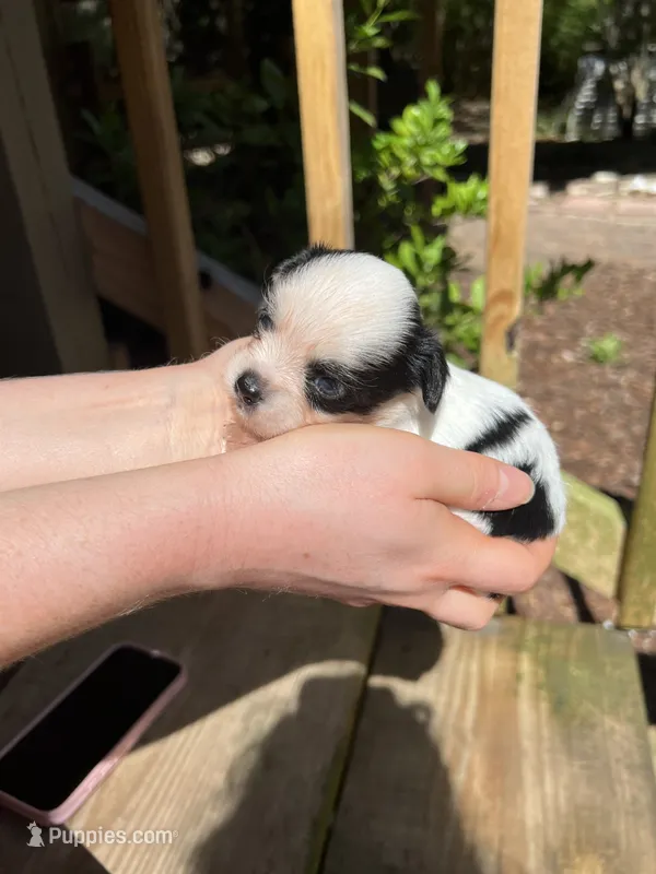 Teacup Hypoallergenic Female Three  – Papillon, Shih Tzu puppy for sale in Ocala, FL