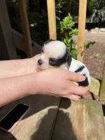 Teacup Hypoallergenic Female Three , a female Papillon and Shih Tzu for sale in Ocala, FL – 1 of 1