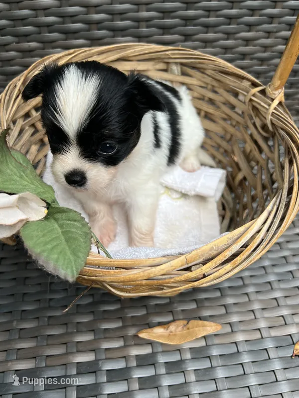 Teacup Hypoallergenic Female Two  – Papillon, Shih Tzu puppy for sale in Ocala, FL