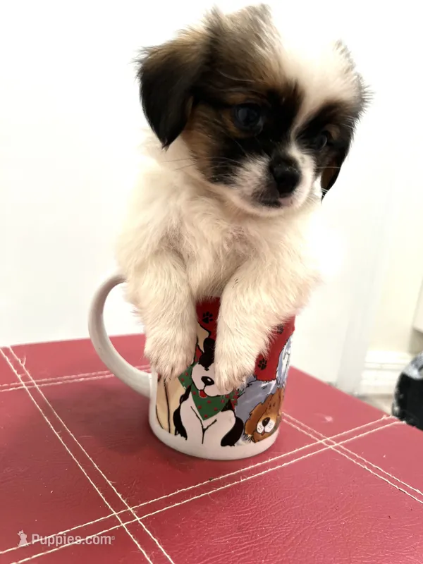 Tiny Hypoallergenic Male One – Papillon, Shih Tzu puppy for sale in Ocala, FL