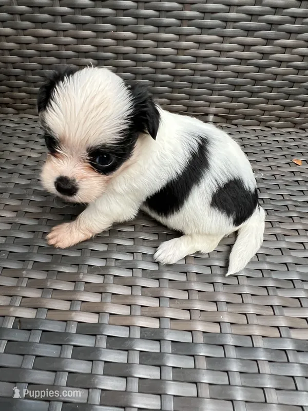 Teacup Hypoallergenic Female Three  – Papillon, Shih Tzu puppy for sale in Ocala, FL