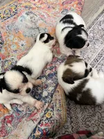 Tiny Hypoallergenic Male One, a male Papillon and Shih Tzu for sale in Ocala, FL – 3 of 4