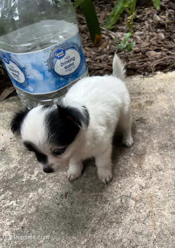 Teacup Hypoallergenic Female One – Papillon, Shih Tzu puppy for sale in Ocala, FL