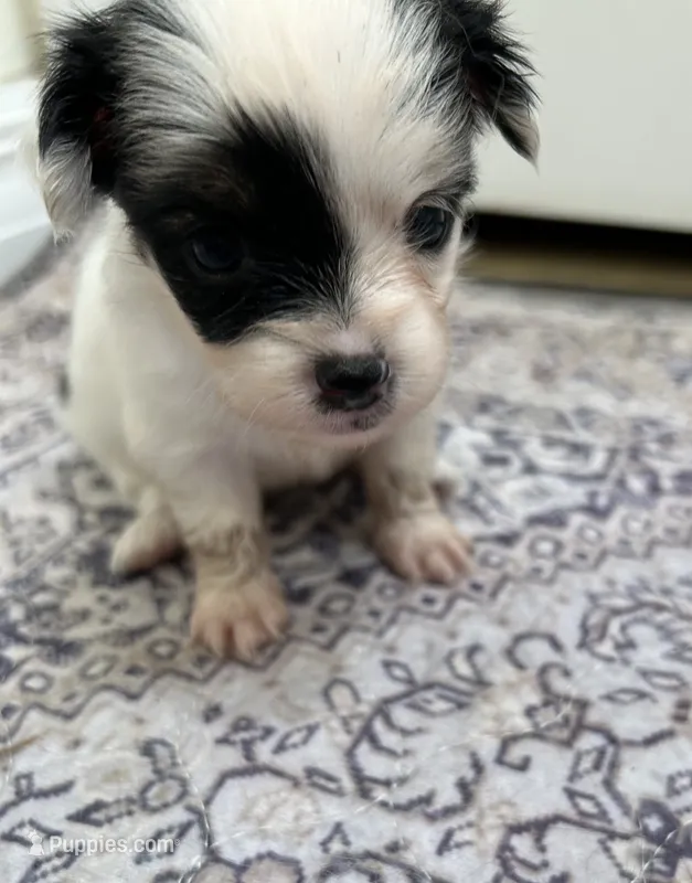 Teacup Hypoallergenic Female One – Papillon, Shih Tzu puppy for sale in Ocala, FL