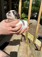 Teacup Hypoallergenic Male One, a male Papillon and Shih Tzu for sale in Ocala, FL – 3 of 3
