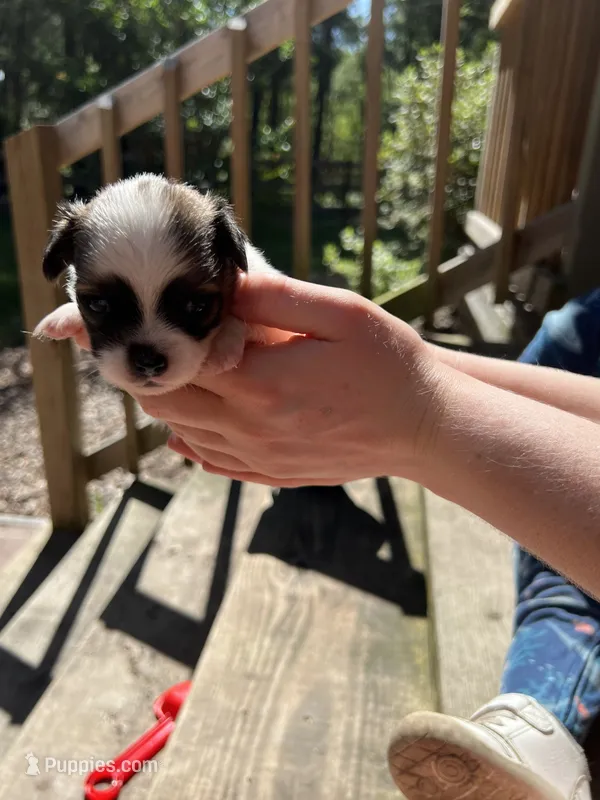 Teacup Hypoallergenic Male One – Papillon, Shih Tzu puppy for sale in Ocala, FL