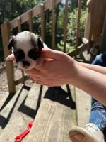 Teacup Hypoallergenic Male One, a male Papillon and Shih Tzu for sale in Ocala, FL – 1 of 3