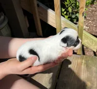 Teacup Hypoallergenic Female One, a female Papillon and Shih Tzu for sale in Ocala, FL – 1 of 4