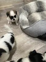 Tiny Hypoallergenic Male One, a male Papillon and Shih Tzu for sale in Ocala, FL – 4 of 4