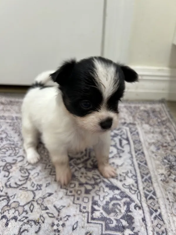 Teacup Hypoallergenic Female Two  – Papillon, Shih Tzu puppy for sale in Ocala, FL