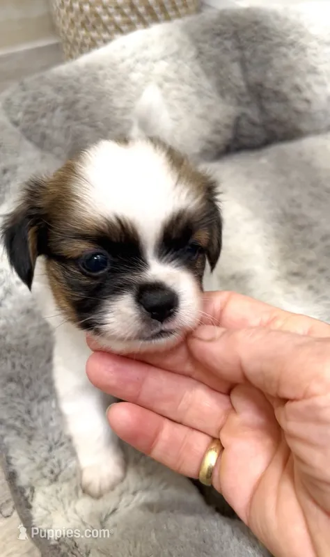 Tiny Hypoallergenic Male One – Papillon, Shih Tzu puppy for sale in Ocala, FL