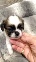 Tiny Hypoallergenic Male One, a male Papillon and Shih Tzu for sale in Ocala, FL – 1 of 4