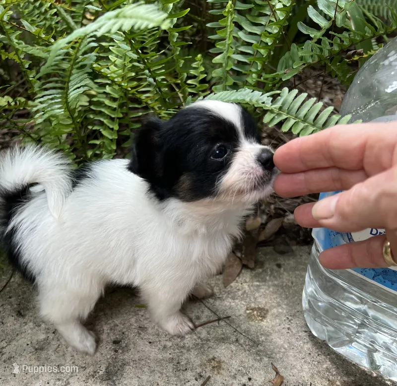 Teacup Hypoallergenic Female Two  – Papillon, Shih Tzu puppy for sale in Ocala, FL