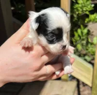 Teacup Hypoallergenic Female One, a female Papillon and Shih Tzu for sale in Ocala, FL – 2 of 4