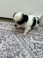 Tiny Hypoallergenic Female Three , a female Papillon and Shih Tzu for sale in Ocala, FL – 2 of 4