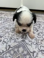 Tiny Hypoallergenic Female Three , a female Papillon and Shih Tzu for sale in Ocala, FL – 1 of 4