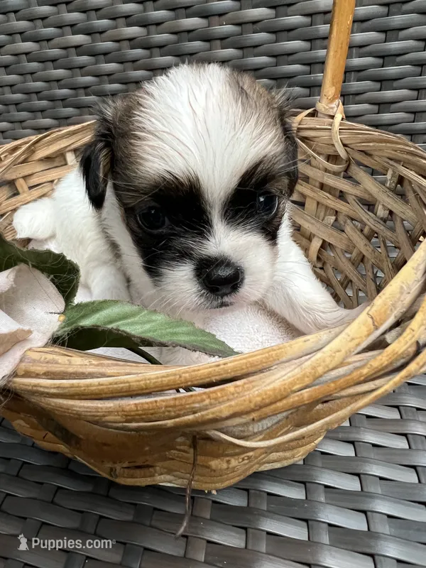 Teacup Hypoallergenic Male One – Papillon, Shih Tzu puppy for sale in Ocala, FL