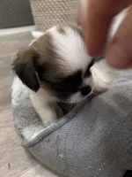 Tiny Hypoallergenic Male One, a male Papillon and Shih Tzu for sale in Ocala, FL – 2 of 4